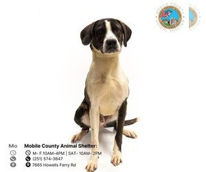 Black and Tan Coonhound-Unknown Mix Dogs for adoption in Mobile, AL, USA