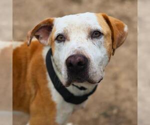 American Staffordshire Terrier-Unknown Mix Dogs for adoption in San Antonio, TX, USA