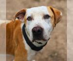 Small American Staffordshire Terrier Mix