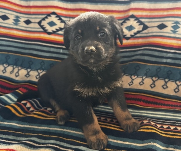 Medium Photo #2 Shepradors Puppy For Sale in IDABEL, OK, USA
