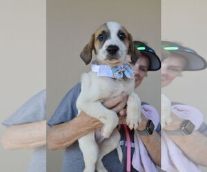 Mutt Dogs for adoption in McKinney, TX, USA