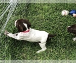 Small Photo #9 German Shorthaired Pointer Puppy For Sale in AMARILLO, TX, USA