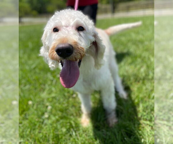 Medium Photo #4 Labradoodle Puppy For Sale in Pacolet, SC, USA