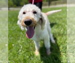 Small #3 Labradoodle