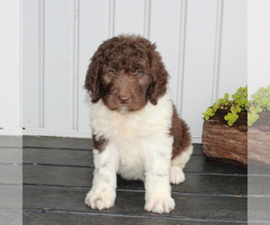 Newfypoo Puppy for sale in NEW PROVIDENCE, PA, USA