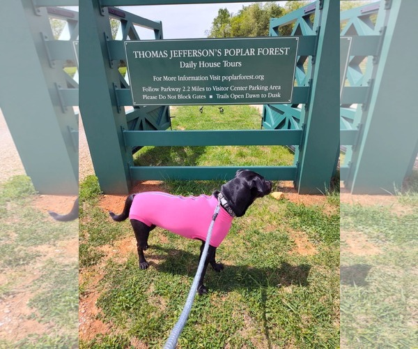 Medium Photo #5 Mutt Puppy For Sale in Rustburg, VA, USA