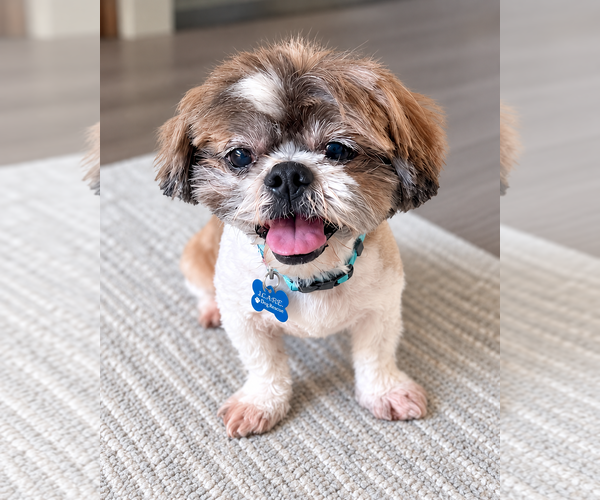 Medium Photo #1 Shih Tzu-Unknown Mix Puppy For Sale in Corona, CA, USA