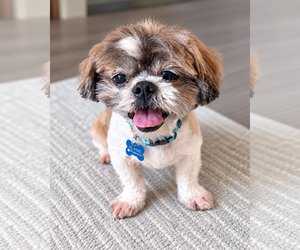 Shih Tzu-Unknown Mix Dogs for adoption in Corona, CA, USA