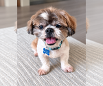 Archie - Male Shih Tzu-Unknown Mix Dog for Adoption - Small photo