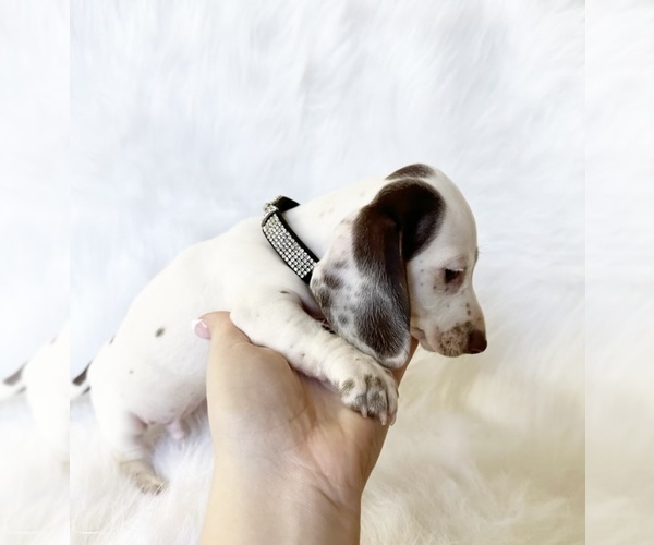 Medium Photo #10 Dachshund Puppy For Sale in DAVIS, CA, USA