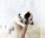 Small #9 Dachshund