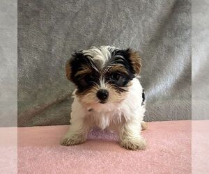 Yorkshire Terrier Puppy for sale in FREDONIA, PA, USA