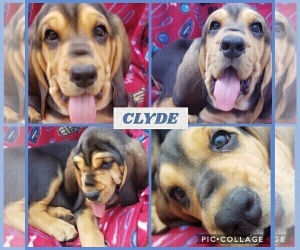 Medium Photo #4 Bloodhound Puppy For Sale in TOCCOA, GA, USA