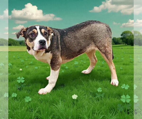 Medium Photo #11 American Bulldog-Unknown Mix Puppy For Sale in Talladega, AL, USA