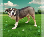 Small #10 American Bulldog Mix