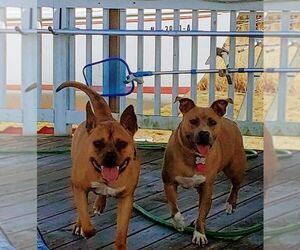 Clyde (bonded to Bonnie) - Male Boxer Dog for Adoption - Photo #3