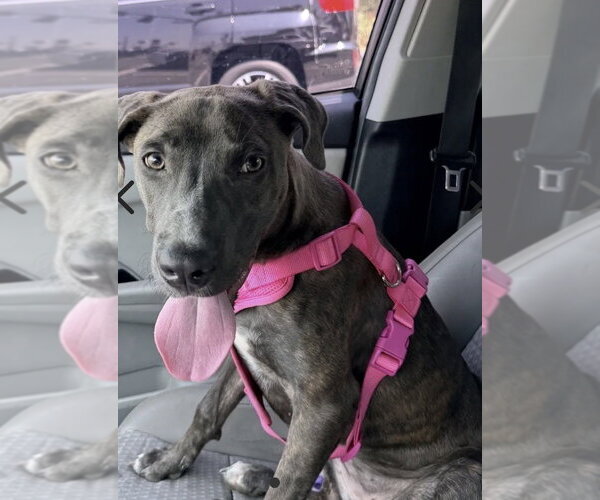Medium Photo #3 American Staffordshire Terrier-Weimaraner Mix Puppy For Sale in San Juan Capistrano, CA, USA