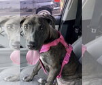 Small #2 American Staffordshire Terrier-Weimaraner Mix