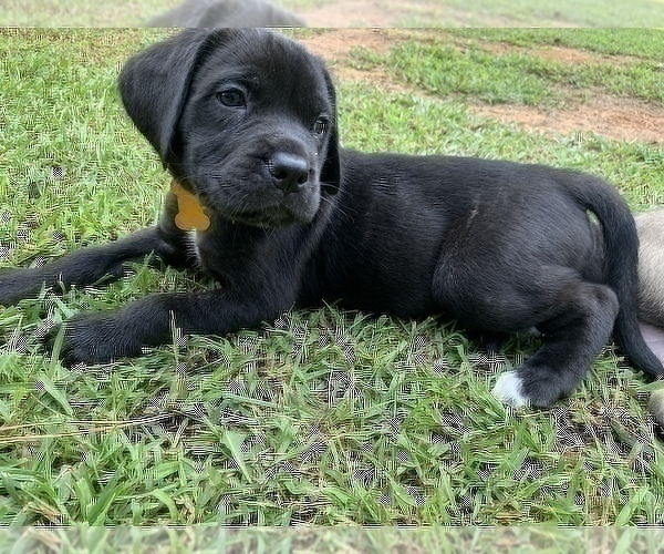 Medium Photo #9 Mastiff Puppy For Sale in VILLA RICA, GA, USA