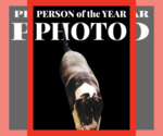 Small #3 American Staffordshire Terrier-Great Dane Mix
