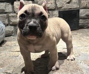 American Bully Puppy for sale in WOBURN, MA, USA