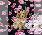 Small Photo #6 Poodle (Miniature) Puppy For Sale in LEOLA, PA, USA