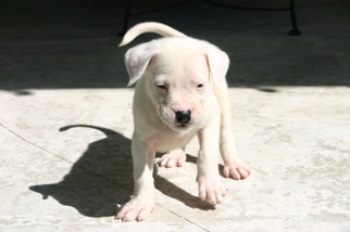 Dogo Argentino Puppy for sale in MIAMI, FL, USA