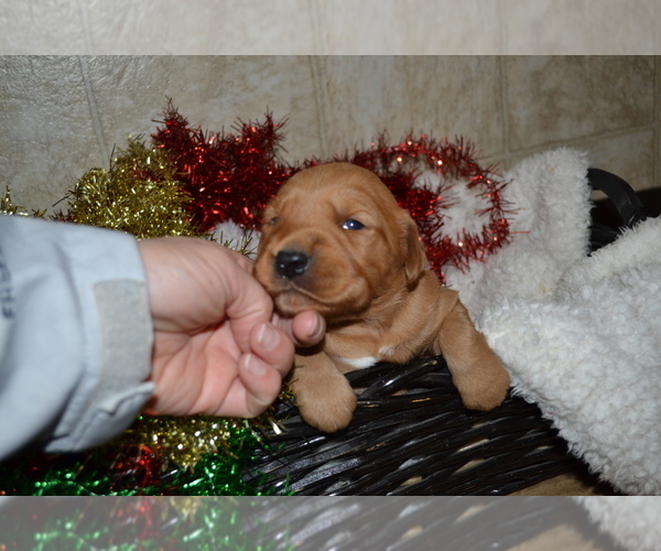 Medium Photo #26 Golden Retriever Puppy For Sale in GREENWOOD, WI, USA