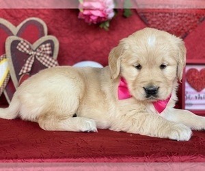 Golden Retriever Puppy for sale in LANCASTER, PA, USA