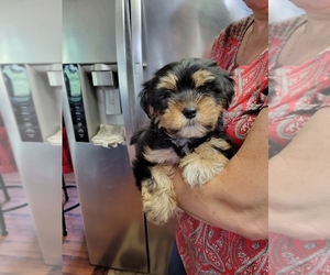 Shorkie Tzu Puppy for sale in ADA, OK, USA