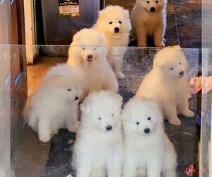 Samoyed Litter for sale in HOLYOKE, MA, USA