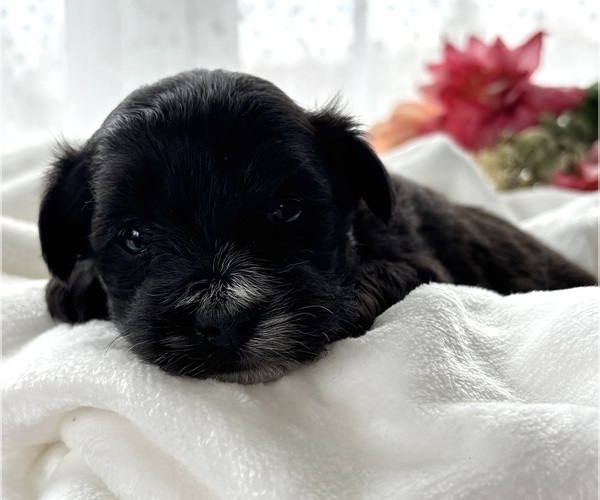 Medium Photo #9 Morkie Puppy For Sale in ROCK STREAM, NY, USA