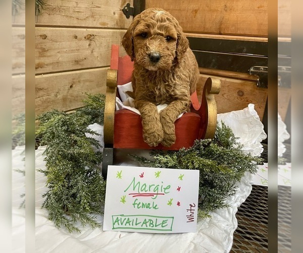 Medium Photo #2 Irish Doodle Puppy For Sale in TENINO, WA, USA