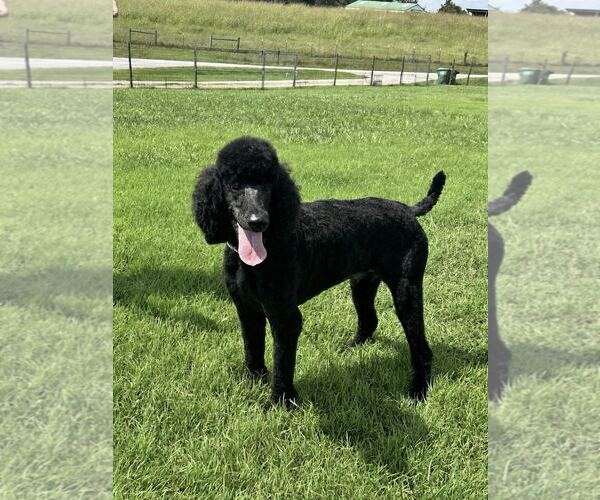 Medium Photo #2 Poodle (Standard) Puppy For Sale in Pacolet, SC, USA
