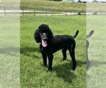 Small #1 Poodle (Standard)
