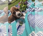 Puppy Belle Basset Hound