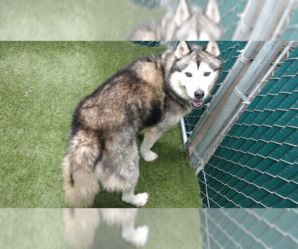 Medium Photo #1 Siberian Husky Puppy For Sale in Downey, CA, USA