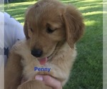 Small #4 Golden Retriever