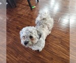 Small Photo #1 Shorkie Tzu-Zuchon Mix Puppy For Sale in COWARD, SC, USA