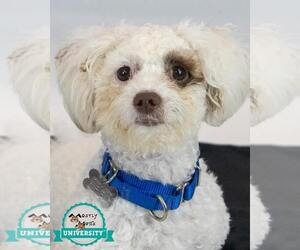 Poochon Dogs for adoption in Kennesaw, GA, USA