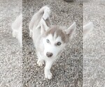 Small Photo #5 Siberian Husky Puppy For Sale in TUCSON, AZ, USA