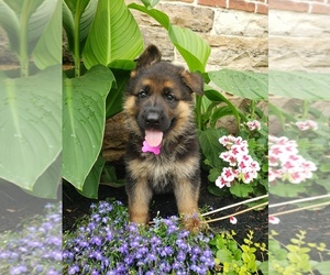 German Shepherd Dog Puppy for sale in MILLERSTOWN, PA, USA