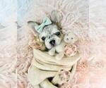 Small #4 French Bulldog
