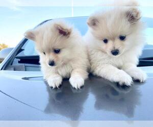 Pomeranian Puppy for sale in PEARLAND, TX, USA