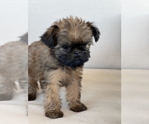 Brussels Griffon Puppy for sale in NILES, MI, USA