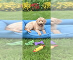 Small #2 Golden Retriever Mix