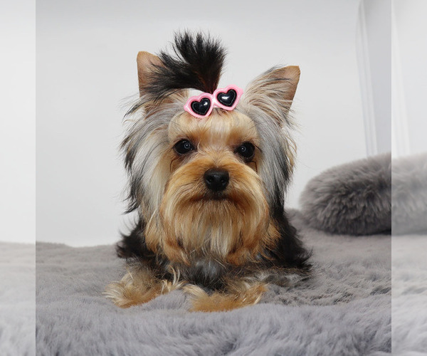 Medium Photo #4 Yorkshire Terrier Puppy For Sale in LOS ANGELES, CA, USA