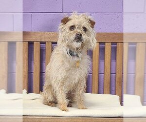 Cairn Terrier-Unknown Mix Dogs for adoption in Genesee, WI, USA