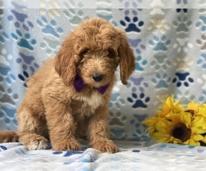Goldendoodle (Miniature) Puppy for sale in LANCASTER, PA, USA