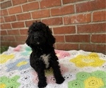 Small Photo #9 Springerdoodle Puppy For Sale in GADSDEN, AL, USA